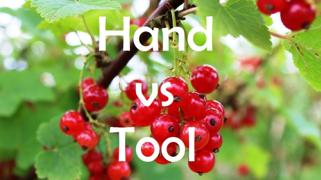 Hand Picking vs Picking with Tools - Which Picks Berries the Fastest?