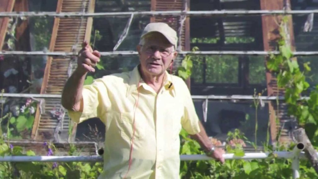 Alberta Urban Garden: How to care for Cold Hardy Concord Grapes Grandfather Interviews Alberta Urban Garden How to care for Cold Hardy Concord Grapes Grandfather Interviews Alberta Urban Garden