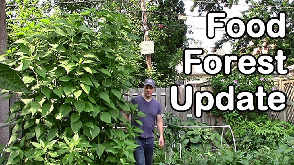 Suburban Perennial Food Forest Update