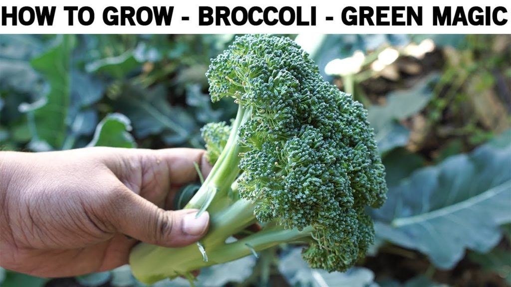 How To Grow Broccoli   Green Magic Hybrid Broccoli