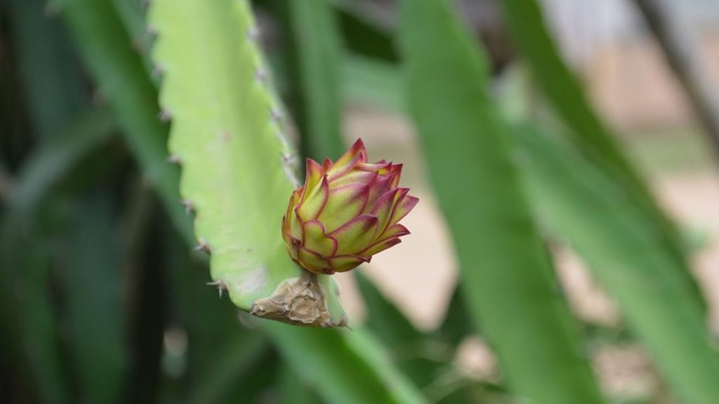 Epic Gardening: How to Grow Dragon Fruit (Part 1) | Soil, Sun, Water, Containers, and Fertilizing How to Grow Dragon Fruit (Part 1) | Soil, Sun, Water, Containers, and Fertilizing