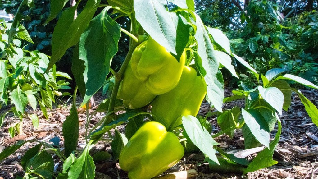 Organic Pest Control, Gardening With Nature