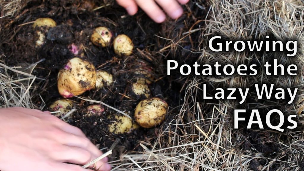 Huw Richards: Growing Potatoes the Lazy Way FAQs Growing Potatoes the Lazy Way FAQs