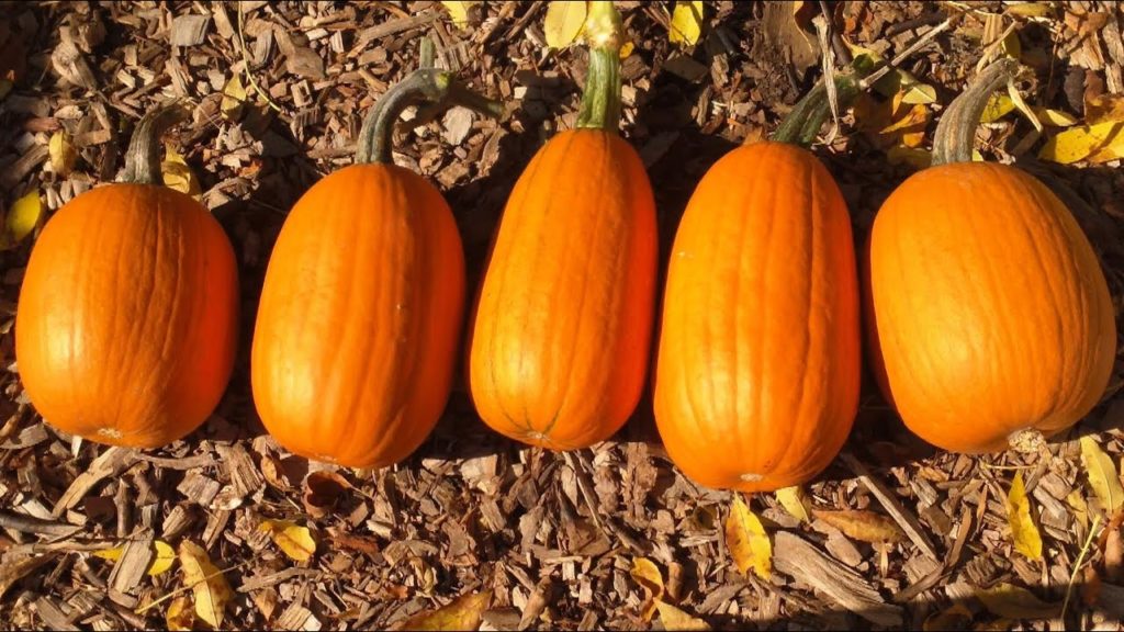 One Yard Revolution: Garden Transitions: First Frost Garden Transitions: First Frost