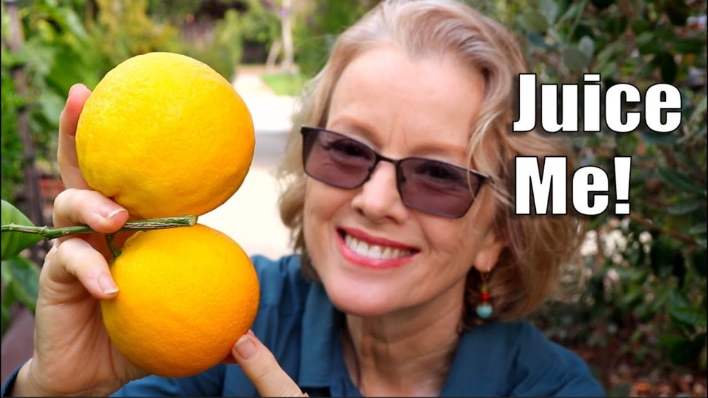 Kaye Kittrell: BEE TROUBLE in an Urban Garden | Harvesting Oranges BEE TROUBLE in an Urban Garden | Harvesting Oranges