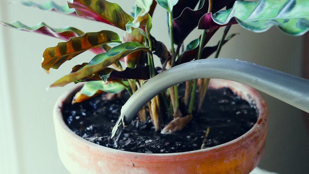 Watering Container Plants: Everything You Need to Know | 💦🌱