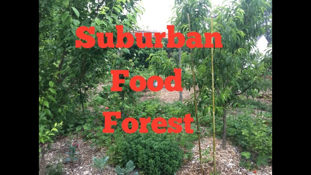 James Prigioni: Suburban Food Forest Suburban Food Forest