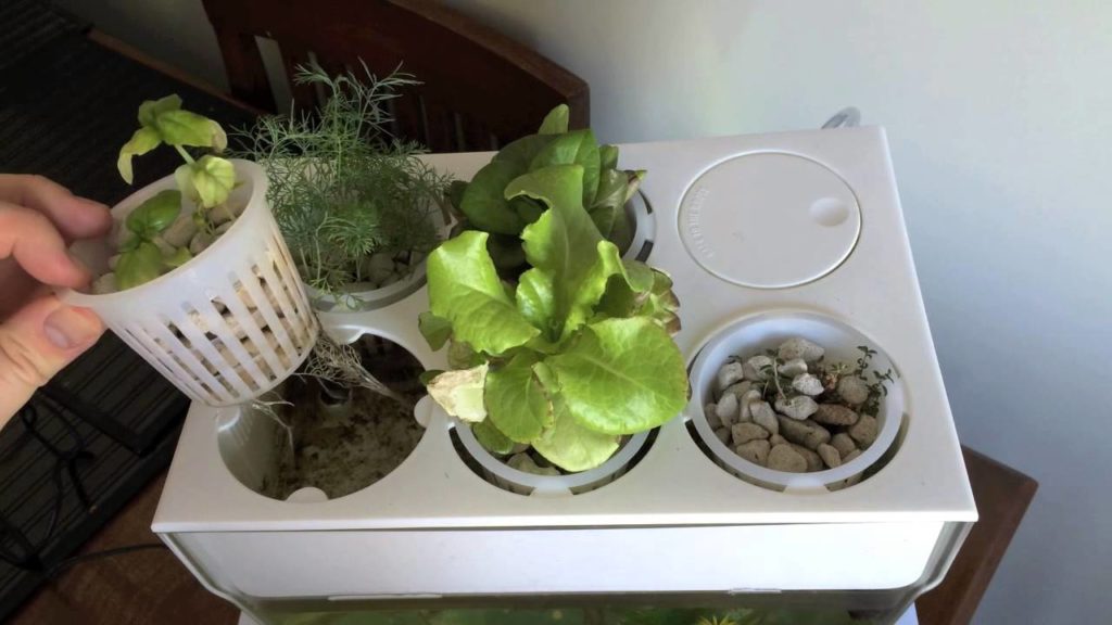 Aquafarm 2 Month Update Thanks to Back to the Roots Water Garden