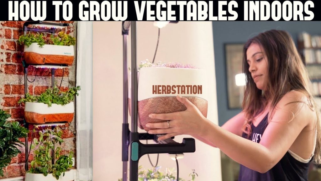 Indoor Gardening For Beginners | Herbstation