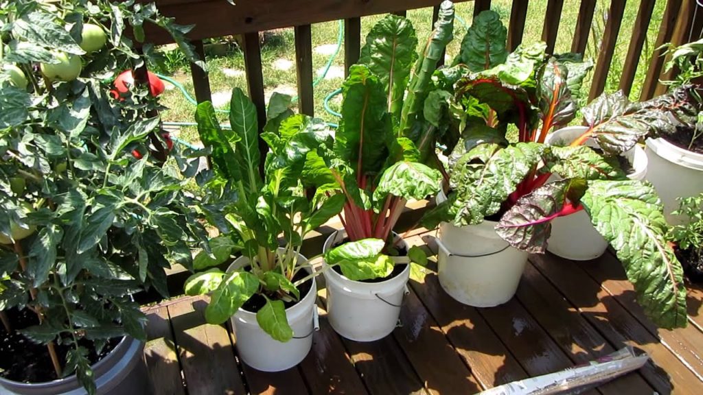 Gary Pilarchik: How to Grow Large Tomatoes in Containers: 3 Keys – TRG 2011 How to Grow Large Tomatoes in Containers: 3 Keys - TRG 2011