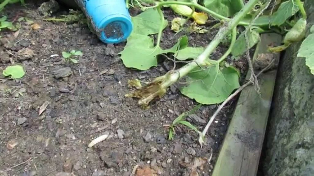 Identifying and Treating Vine Borers on Your Squash, Zucchini and Vine Crops - TRG 2014