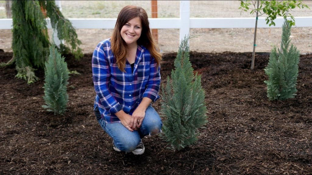 Garden Answer: A Couple Great Evergreen Options for Small Spaces! 🌲👍// Garden Answer A Couple Great Evergreen Options for Small Spaces! 🌲👍// Garden Answer