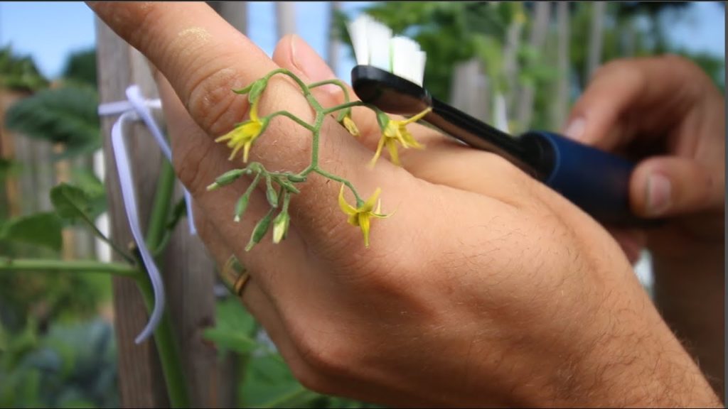 We Used an Electric Toothbrush on Our Tomato Flowers for 3 Months and The Results Blew us Away