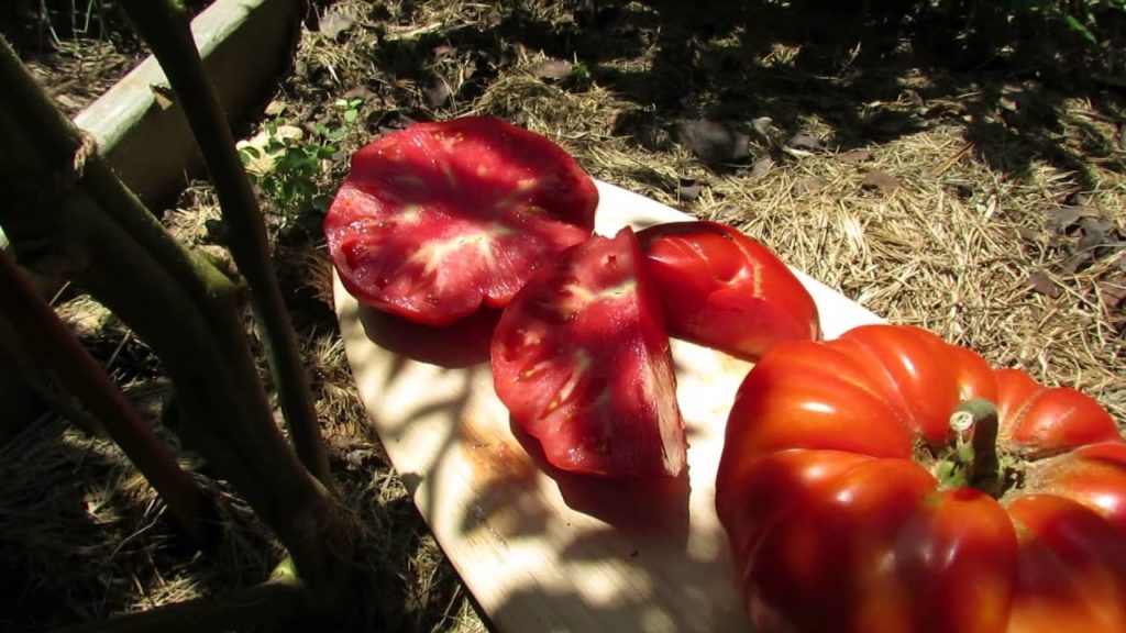 Tomato Profile: The 'Aussie' Heirloom: 2 Pound Beefsteak - TRG 2014