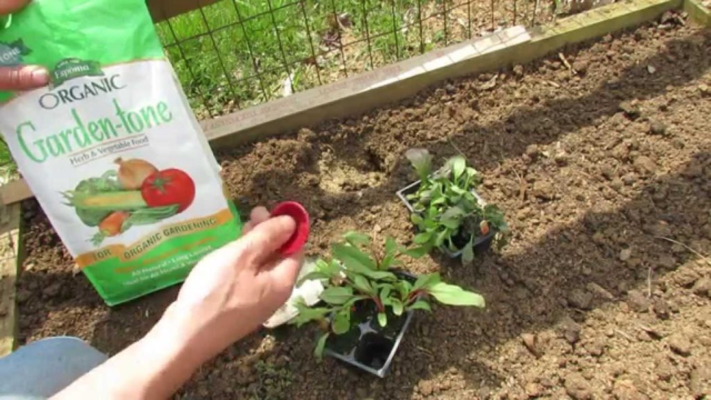 A Hole Fertilizing Method for Chard, Mustard Greens & Larger Greens - MFG 2014