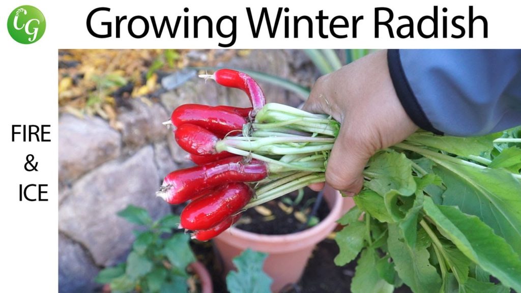 California Gardening: Winter Radish – August vs October – Fire n Ice Winter Radish - August vs October - Fire n Ice