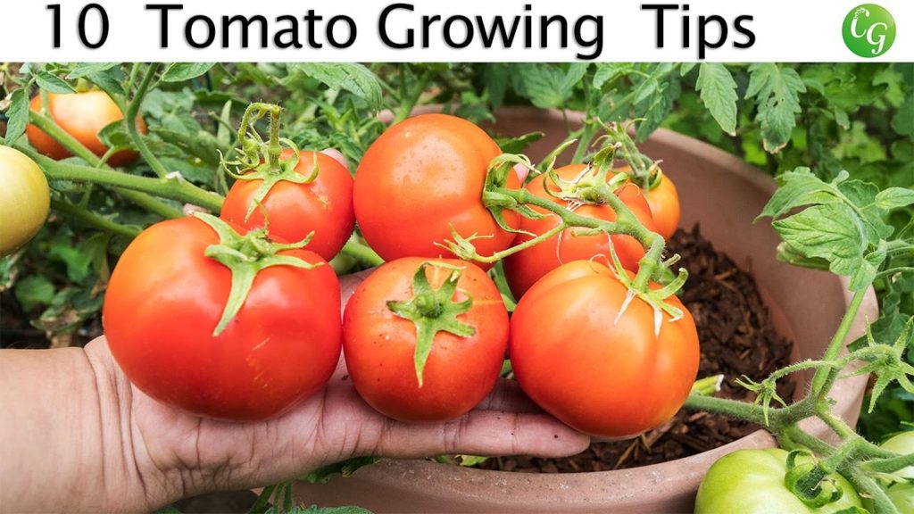 Grow Tomatoes NOT Foliage - Part 2 Of Tomato Growing Tips