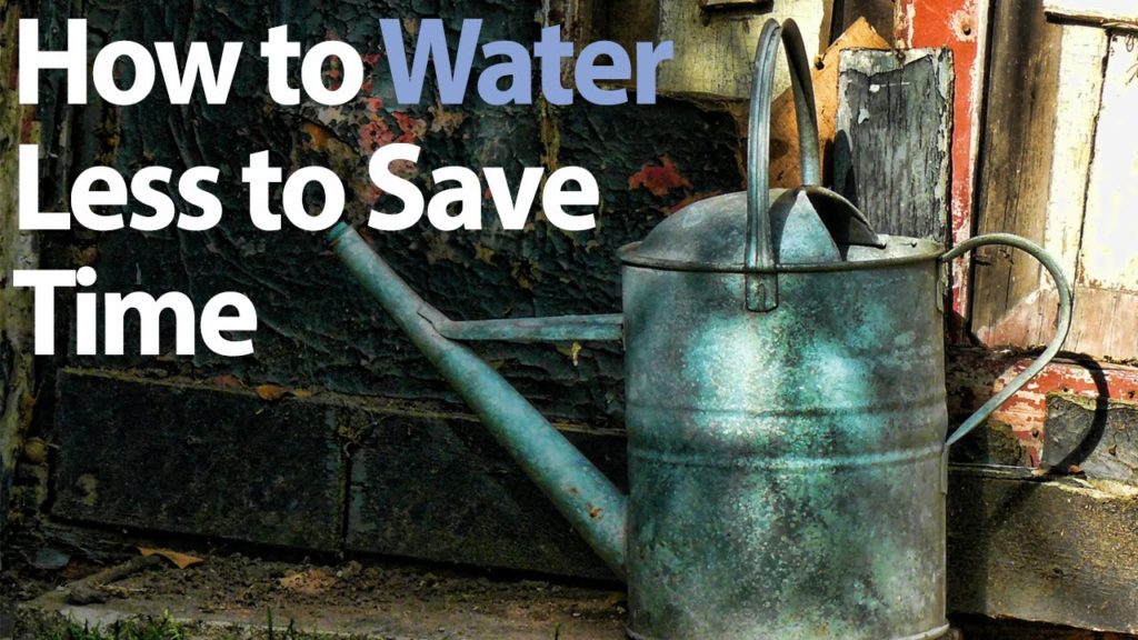 How to Conserve Water in your Vegetable Garden - Water Wisely