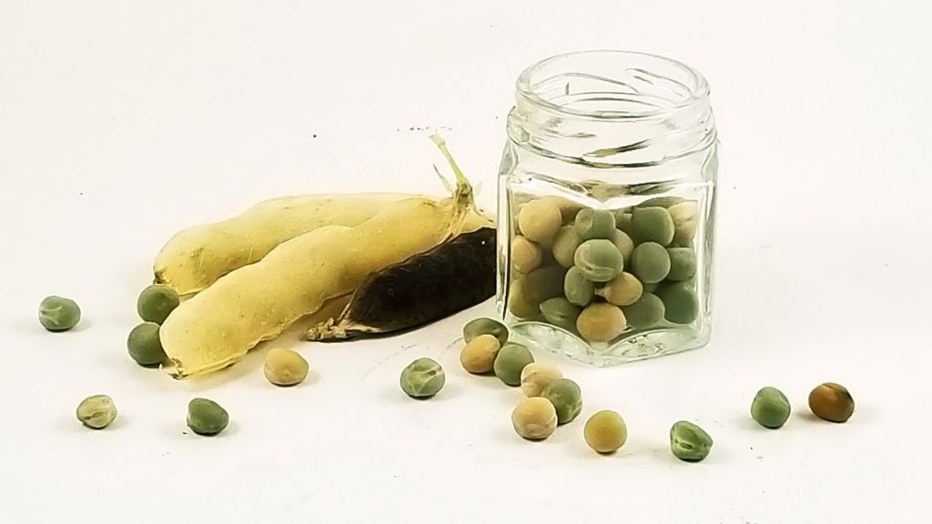 How to Save Pea Seeds from A-Z