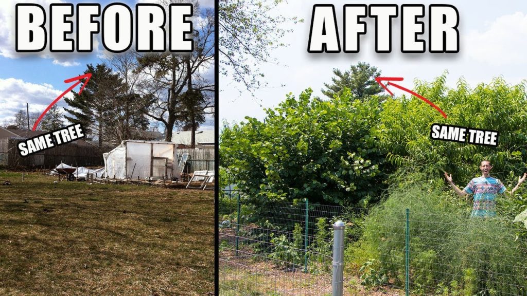 James Prigioni: From Lawn to FOOD FOREST In 6 Years, Beyond Organic Gardening From Lawn to FOOD FOREST In 6 Years, Beyond Organic Gardening
