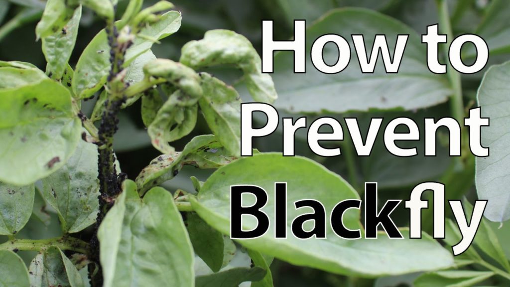 How to Prevent Blackfly from Destroying Broad Bean Plants