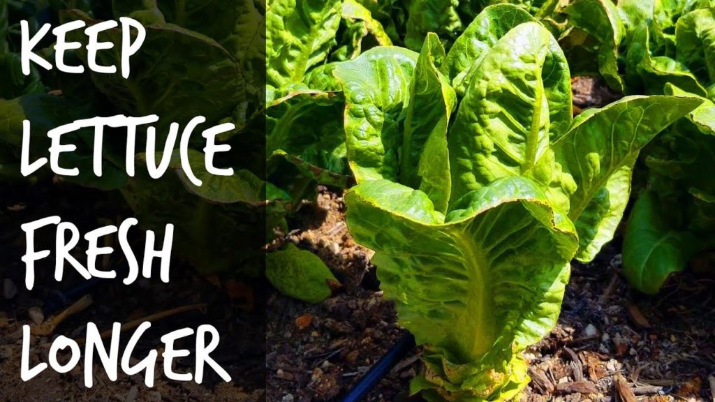 Epic Gardening: Double The Shelf Life Of Your Leafy Greens in 3 Steps Double The Shelf Life Of Your Leafy Greens in 3 Steps