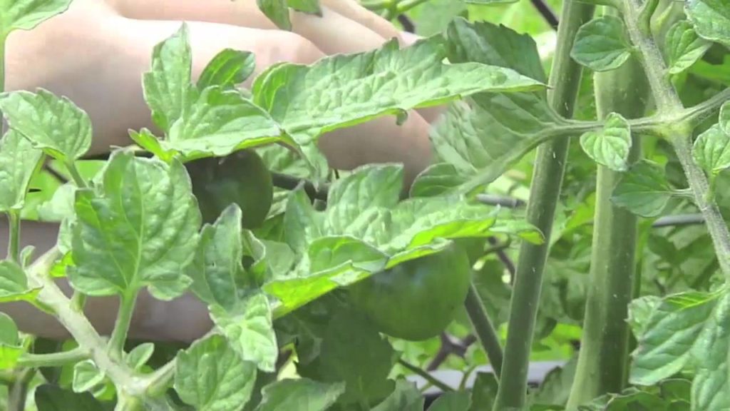 Black Cherry Tomato Growth Habits Part 1 Alberta Urban Garden