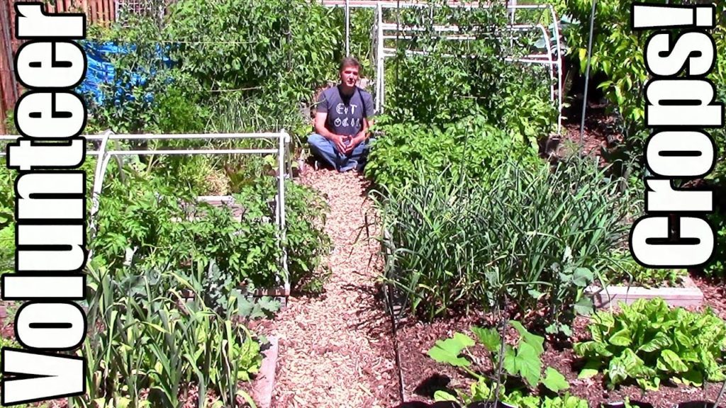 15 EZ to Grow Volunteer Crops in a Small Garden (Zone 5)