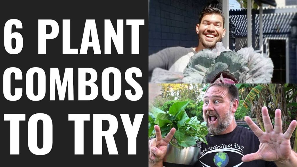 6 Plant Combos To Try In Your Raised Beds