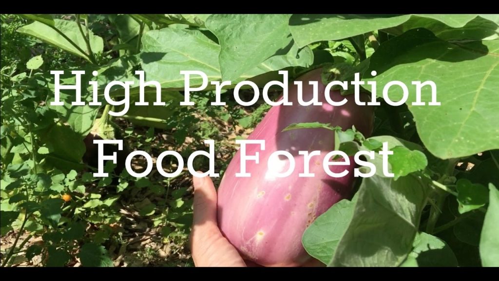 High Production Food Forest