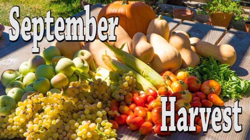 Backyard Gardening: September Harvest Backyard Gardening: September Harvest