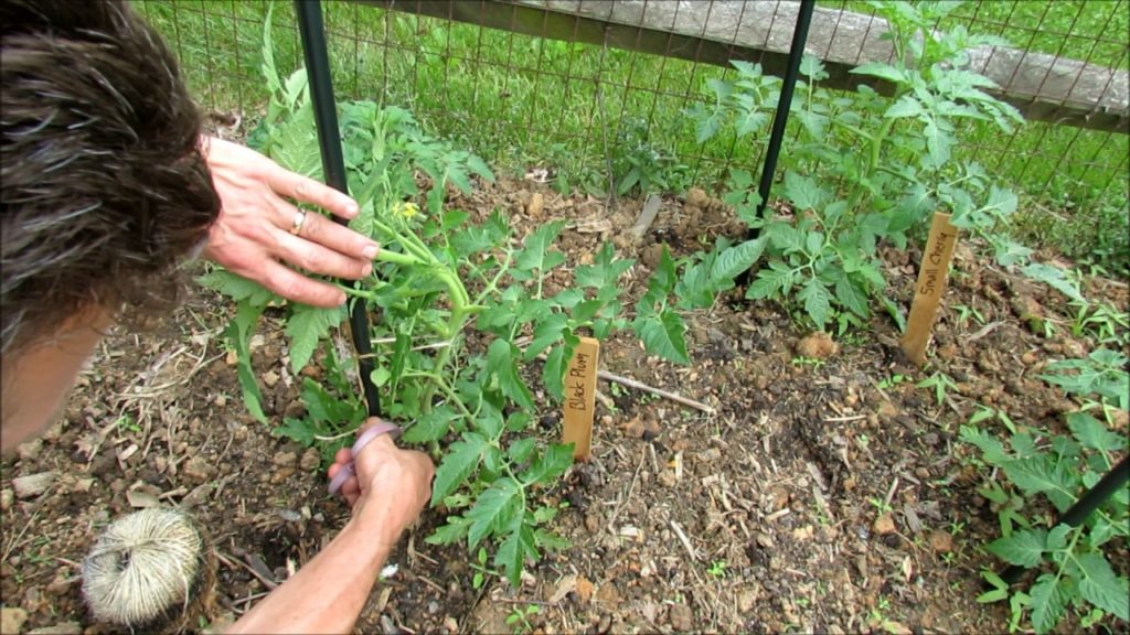 Gary Pilarchik: Pruning, Staking, Mulching & Fertilizing Tomatoes: Disease Barrier Pruning & 'Sucker' Identification Pruning, Staking, Mulching & Fertilizing Tomatoes: Disease Barrier Pruning & 'Sucker' Identification
