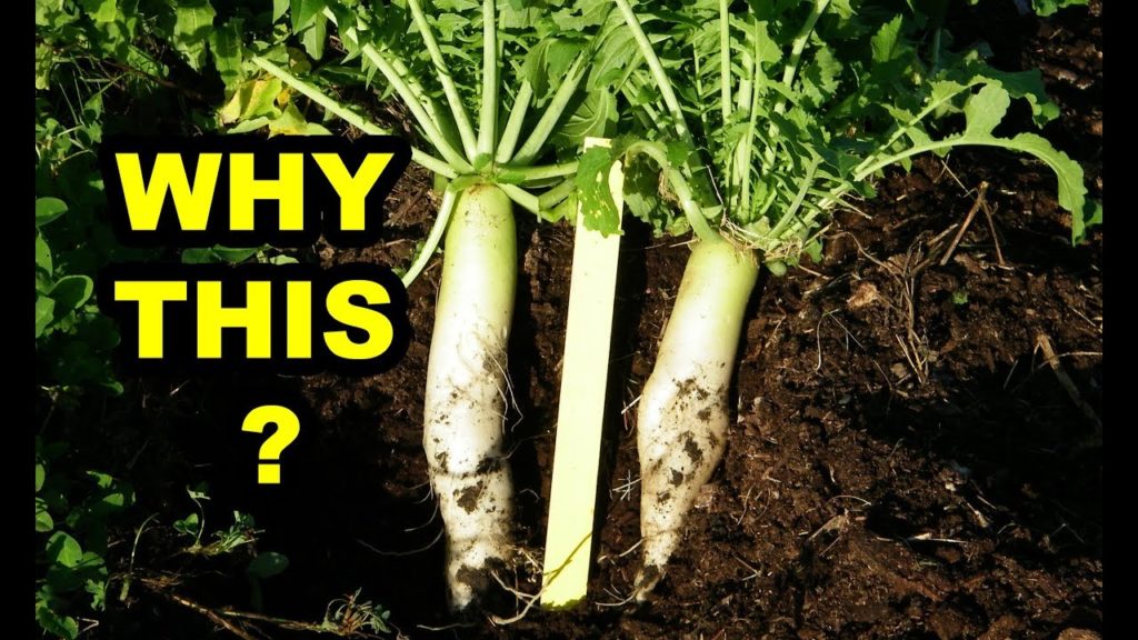 WHY This 2 years Later in WOOD CHIPS Mulch Gardening with Vegetables.