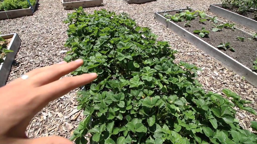 MIgardener: Complete June Garden Tour! Complete June Garden Tour!