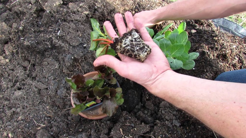 Gary Pilarchik: Tips on Inspecting & Purchasing Store Bought Vegetable Transplants – MFG 2014 Tips on Inspecting & Purchasing Store Bought Vegetable Transplants - MFG 2014
