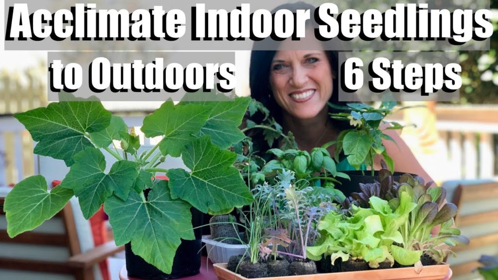 CaliKim: Acclimating Indoor Seedlings to Outdoors (Hardening Off) in 6 Easy Steps / Spring Garden Series #4 Acclimating Indoor Seedlings to Outdoors (Hardening Off) in 6 Easy Steps / Spring Garden Series #4