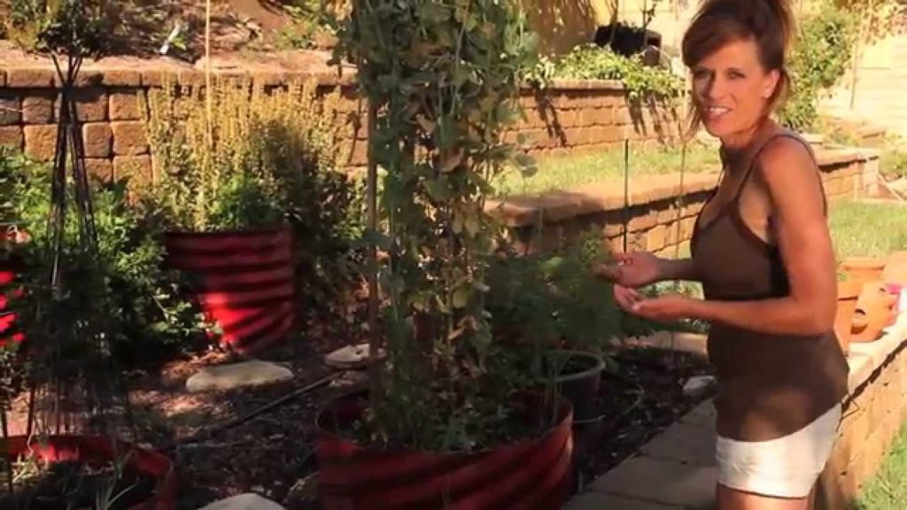 Planting Cucumbers at the Base of Sugar Snap Peas