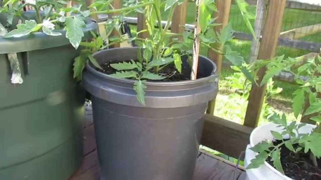 Gary Pilarchik: Basic Container Tips For Determinate Tomatoes and Peppers: Moisture! – TRG 2014 Basic Container Tips For Determinate Tomatoes and Peppers: Moisture! - TRG 2014