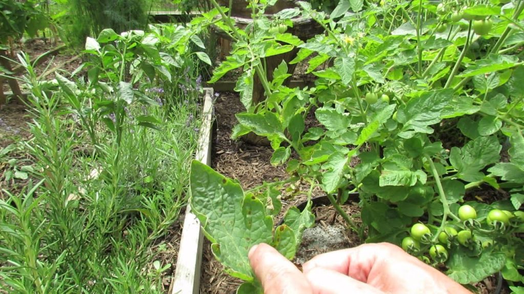 Gary Pilarchik: Identifying Tomato Diseases: What Does Tomato Leaf Spot Look Like ? – MFG 2014 Identifying Tomato Diseases: What Does Tomato Leaf Spot Look Like ? - MFG 2014
