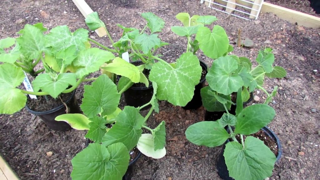 Grow as I Grow Ep-4: Planting Squash, Zucchini, Cucumbers, Tomatoes & Peppers in the Garden