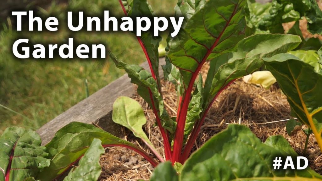 Huw Richards: The Vegetable Garden is not Happy! | 003 The Vegetable Garden is not Happy! | 003
