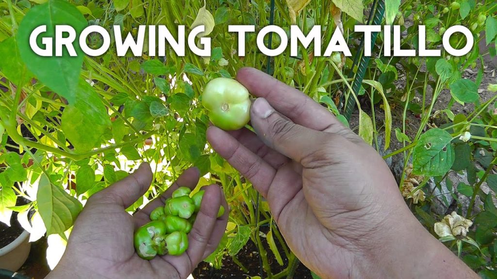 California Gardening: Tomatillo Planting, Growing, Harvesting – Enjoy this tangy twist on tomatoes! Tomatillo Planting, Growing, Harvesting - Enjoy this tangy twist on tomatoes!