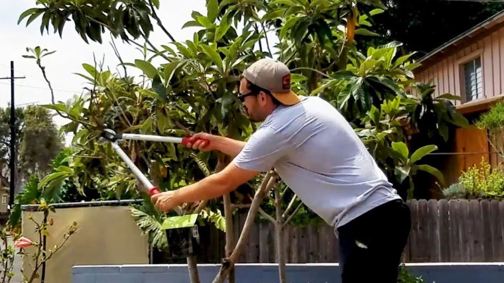 How to Prune a Loquat Tree + Fall 2018 Garden Plans 🌴