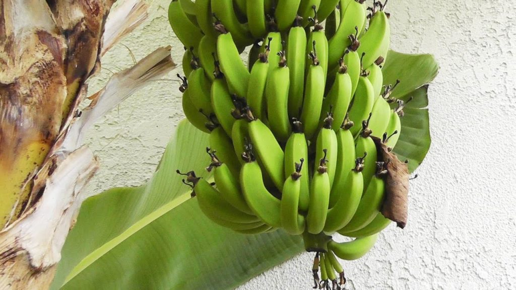 Grow & Harvest Bananas - flowers, fruits & stems of the banana plant