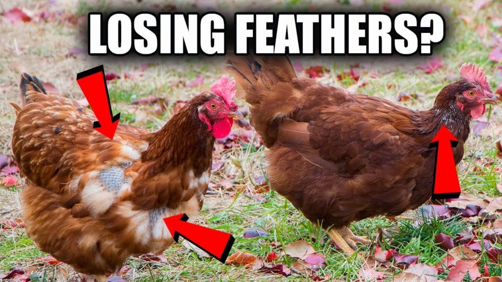 James Prigioni: why are my CHICKENS LOSING their FEATHERS? why are my CHICKENS LOSING their FEATHERS?