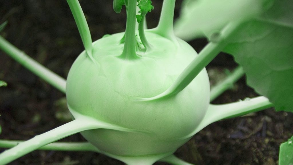 How To Grow Kolhrabi (German Turnip or Noolkol)