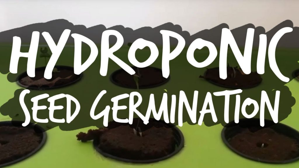 Germinating Seeds for Hydroponics