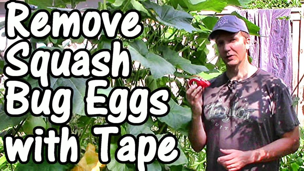 One Yard Revolution: 2 Min. Tip: How to Remove Squash Bug Eggs with Tape (Squash Bug Control) 2 Min. Tip: How to Remove Squash Bug Eggs with Tape (Squash Bug Control)