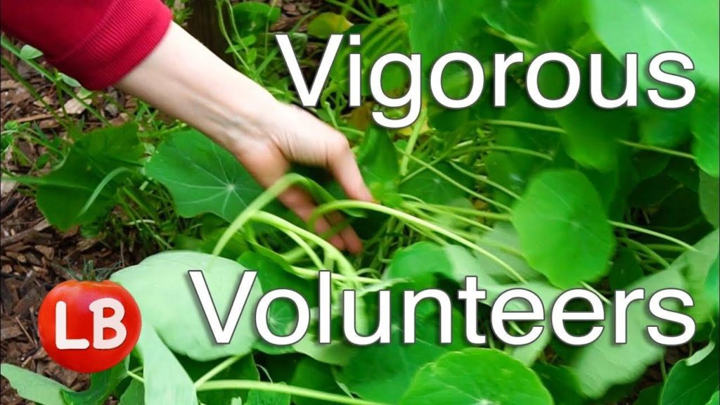 Kaye Kittrell: FOGGY Day GARDEN TOUR | Vigorous VOLUNTEERS | VLOG FOGGY Day GARDEN TOUR | Vigorous VOLUNTEERS | VLOG