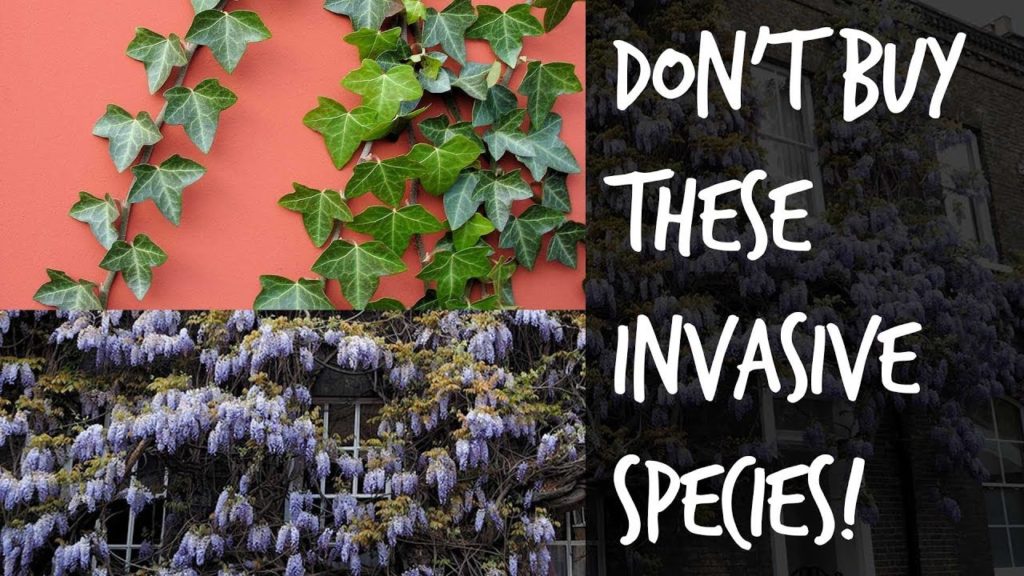 Epic Gardening: 16 Invasive Species Sold at Garden Centers You Should Never Buy 16 Invasive Species Sold at Garden Centers You Should Never Buy